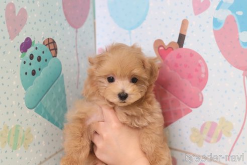 成約済の兵庫県のマルプー:マルチーズ×トイプードル-351754の7枚目